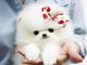 Pomeranian Puppies for sale in St. Louis, MO 63101, USA. price: NA