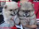 Pomeranian Puppies for sale in Austin, TX 73301, USA. price: NA