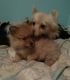 Pomeranian Puppies for sale in Montgomery City, MO 63361, USA. price: $900