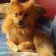 Pomeranian Puppies for sale in Almont, MI 48003, USA. price: NA