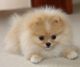 Pomeranian Puppies for sale in FL-535, Orlando, FL, USA. price: NA