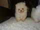 Pomeranian Puppies for sale in Los Angeles, CA 90020, USA. price: NA