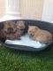 Pomeranian Puppies for sale in TX-249, Houston, TX, USA. price: NA