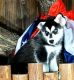 Pomeranian Puppies for sale in Indianapolis, IN 46201, USA. price: $410