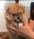 Pomeranian Puppies for sale in Chula Vista, CA 91915, USA. price: NA
