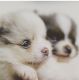 Pomeranian Puppies for sale in Ocala, FL 34470, USA. price: NA