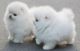 Pomeranian Puppies for sale in Newark, NJ, USA. price: NA