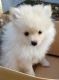 Pomeranian Puppies for sale in Fremont St, Las Vegas, NV, USA. price: NA