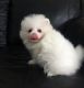 Pomeranian Puppies for sale in Fremont St, Las Vegas, NV, USA. price: NA