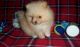 Pomeranian Puppies for sale in Norristown, PA, USA. price: NA