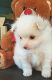 Pomeranian Puppies for sale in Warwick, RI 02889, USA. price: $1