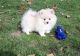 Pomeranian Puppies for sale in Trumbull, CT 06611, USA. price: $350