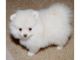 Pomeranian Puppies for sale in California State Route 2, Los Angeles, CA, USA. price: NA
