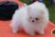 Pomeranian Puppies for sale in Bozeman, MT, USA. price: NA