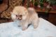 Pomeranian Puppies for sale in Benton, IL 62812, USA. price: $250