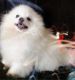 Pomeranian Puppies for sale in Lewes, DE 19958, USA. price: $600