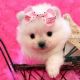 Pomeranian Puppies for sale in 1716 E 7th St, Los Angeles, CA 90021, USA. price: NA