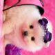 Pomeranian Puppies for sale in 1716 E 7th St, Los Angeles, CA 90021, USA. price: NA