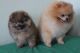 Pomeranian Puppies for sale in Los Andes St, Lake Forest, CA 92630, USA. price: NA