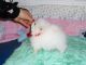Pomeranian Puppies for sale in New Orleans, LA, USA. price: $350