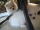 Pomeranian Puppies for sale in Cheyenne, WY, USA. price: $350