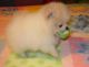 Pomeranian Puppies for sale in Minot, ND, USA. price: $400
