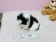 Pomeranian Puppies for sale in Malad City, ID 83252, USA. price: NA