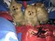 Pomeranian Puppies for sale in Ohio Ave, Long Beach, NY 11561, USA. price: NA