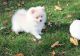 Pomeranian Puppies for sale in Ashburn, VA, USA. price: NA