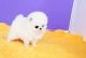 Pomeranian Puppies for sale in Springfield, MA, USA. price: NA