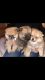 Pomeranian Puppies for sale in 7300 N Mona Lisa Rd, Tucson, AZ 85741, USA. price: NA