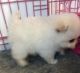 Pomeranian Puppies for sale in Los Angeles, CA 90017, USA. price: NA
