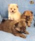 Pomeranian Puppies for sale in Florida St, Elizabeth, NJ 07206, USA. price: NA