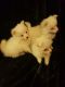 Pomeranian Puppies for sale in Florida Blvd, Baton Rouge, LA, USA. price: $400
