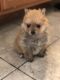 Pomeranian Puppies for sale in Strafford, MO 65757, USA. price: NA