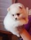 Pomeranian Puppies for sale in Victoria, TX, USA. price: NA