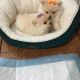 Pomeranian Puppies for sale in Jackson, MS, USA. price: NA