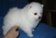 Pomeranian Puppies for sale in California Ave SW, Seattle, WA, USA. price: NA