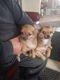Pomeranian Puppies for sale in California Ave SW, Seattle, WA, USA. price: NA
