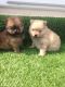 Pomeranian Puppies for sale in KY-44, Shepherdsville, KY 40165, USA. price: $200