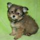 Pomeranian Puppies for sale in Cedar Park, TX, USA. price: NA