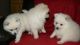 Pomeranian Puppies for sale in Oklahoma City, OK, USA. price: $350