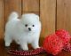 Pomeranian Puppies for sale in Charleston, WV, USA. price: $350