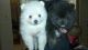 Pomeranian Puppies for sale in Murfreesboro, TN 37127, USA. price: NA