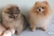 Pomeranian Puppies for sale in Virginia Beach Blvd, Virginia Beach, VA, USA. price: NA