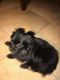 Pomeranian Puppies for sale in Jacksonville, FL 32225, USA. price: NA