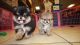 Pomeranian Puppies for sale in California, MD, USA. price: NA