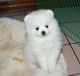 Pomeranian Puppies for sale in Florida City, FL, USA. price: $400