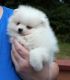 Pomeranian Puppies for sale in Gillette, WY, USA. price: $600