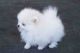 Pomeranian Puppies for sale in Scranton, PA, USA. price: $500